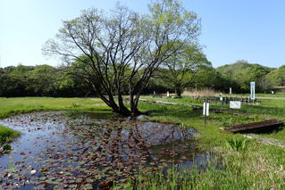 おぶすまトンボの里公園４月