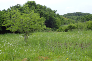 おぶすまトンボの里公園５月