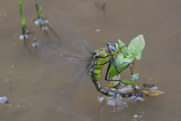 クロスジギンヤンマ　♀