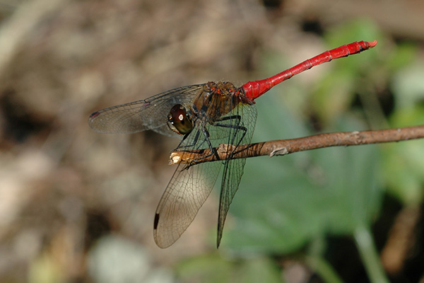 マユタテアカネ　♂